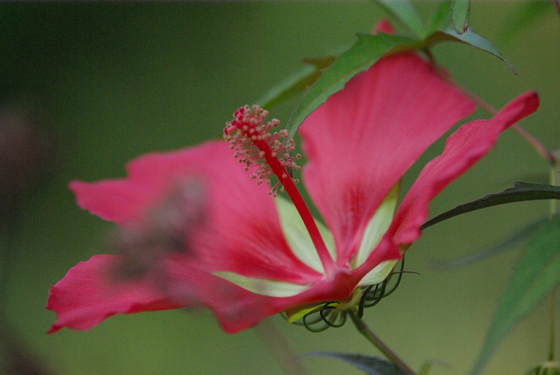 hibiscus coccineum